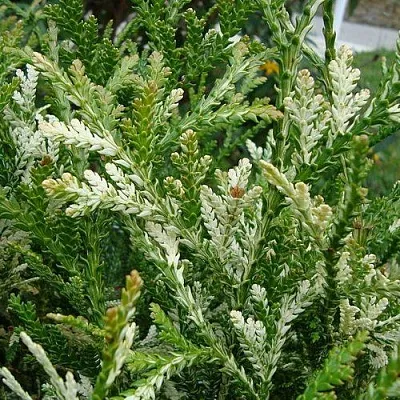 Туевик ВАРИЕГАТА долотовидный   Туевик ВАРИЕГАТА долотовидный  в Ижевске