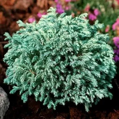 Кипарисовик БЕБИ БЛЮ горохоплодный  Кипарисовик БЕБИ БЛЮ горохоплодный в Ижевске