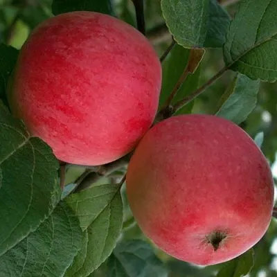 Яблоня СУЙСЛЕПСКОЕ (МАЛИНОВКА)  Яблоня СУЙСЛЕПСКОЕ (МАЛИНОВКА) в Ижевске