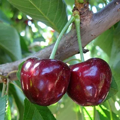 Черешня СЮБАРОВСКАЯ в Ижевске