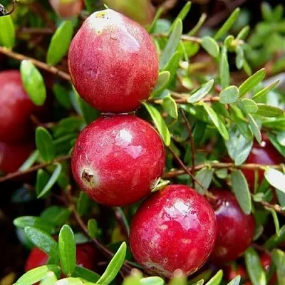 Клюква СТИВЕНС в Ижевске