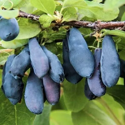 Жимолость съедобная СИБИРЯЧКА в Ижевске