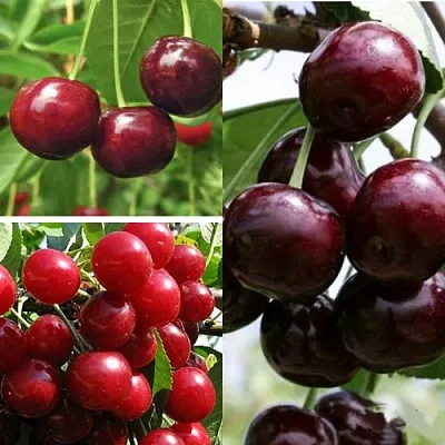 Комплект ВИШНЕВЫЙ САД в Ижевске