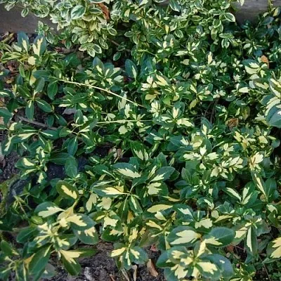 Бересклет САНСПОТ форчуна  Бересклет САНСПОТ форчуна в Ижевске