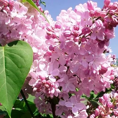 Сирень АДЕЛИНА  Сирень АДЕЛИНА в Ижевске