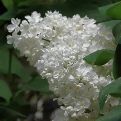 Сирень РУССКИЙ СЕВЕР  Сирень РУССКИЙ СЕВЕР в Ижевске