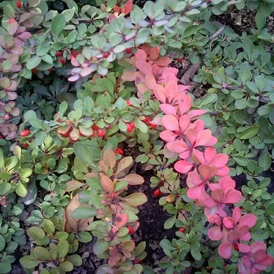 Барбарис ГРИН КАРПЕТ тунберга в Ижевске