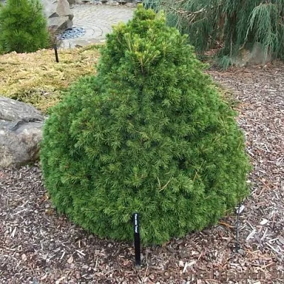 Ель ТОМПА обыкновенная в Ижевске