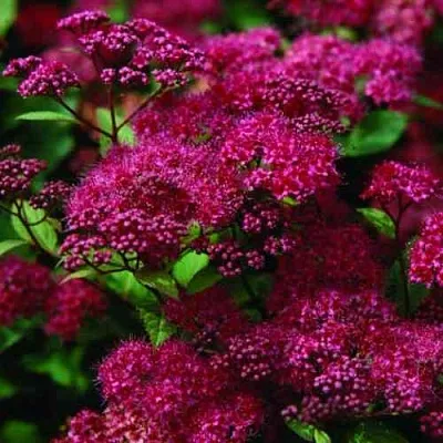 Спирея АНТОНИ ВАТЕРЕР японская в Ижевске