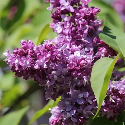 Сирень ИЗОБИЛИЕ в Ижевске