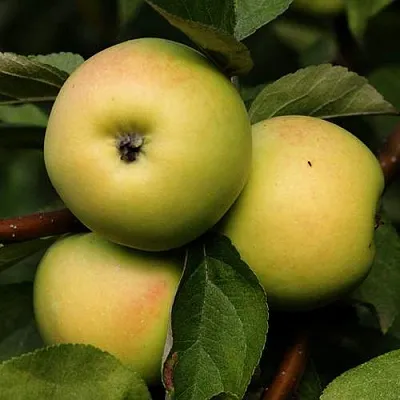 Яблоня ДАНИЛА  Яблоня ДАНИЛА в Ижевске