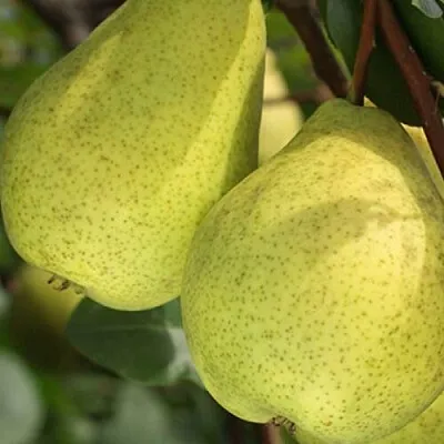 Груша СКАЗОЧНАЯ   Груша СКАЗОЧНАЯ  в Ижевске