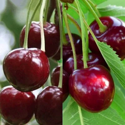 Комплект ВИШНЕВЫЙ ТАНДЕМ в Ижевске