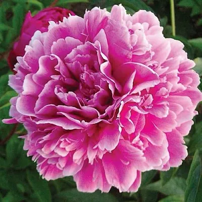 Пион ПУРПУРНАЯ ФЕЕРИЯ травянистый  Пион ПУРПУРНАЯ ФЕЕРИЯ травянистый в Ижевске