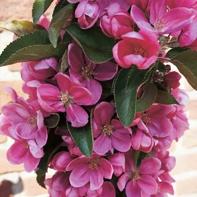 Яблоня ЗЕЛЁНЫЙ БУКЕТ декоративная  Яблоня ЗЕЛЁНЫЙ БУКЕТ декоративная в Ижевске