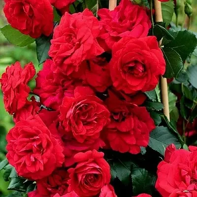 Саженцы роз АМАДЕУС плетистая  Саженцы роз АМАДЕУС плетистая в Ижевске