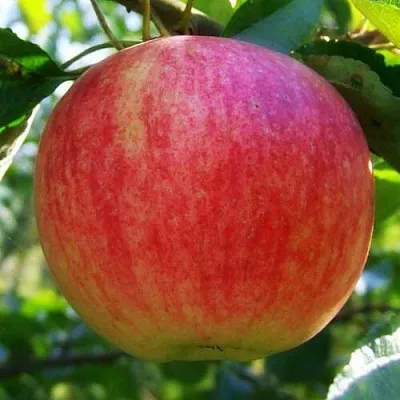 Яблоня Штрифель (Штрейфлинг или Осеннее полосатое) в Ижевске