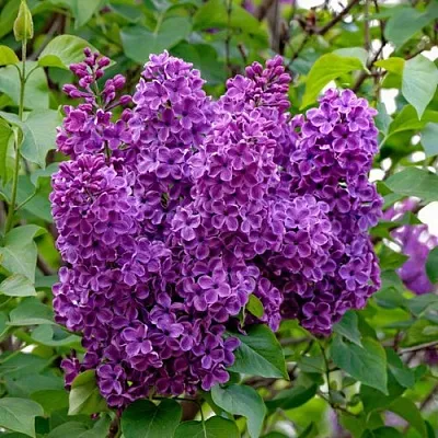 Сирень СУМЕРКИ  Сирень СУМЕРКИ в Ижевске