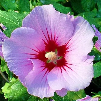 Гибискус ПИНК ФЛИРТ сирийский  Гибискус ПИНК ФЛИРТ сирийский в Ижевске