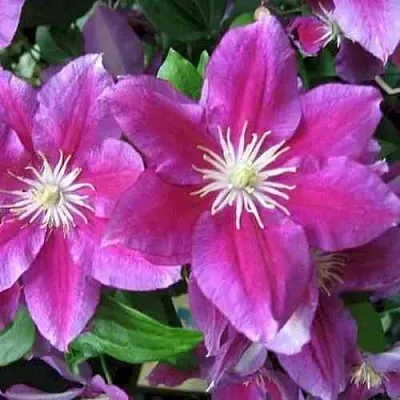 Клематис ХАНИЯ  Клематис ХАНИЯ в Ижевске