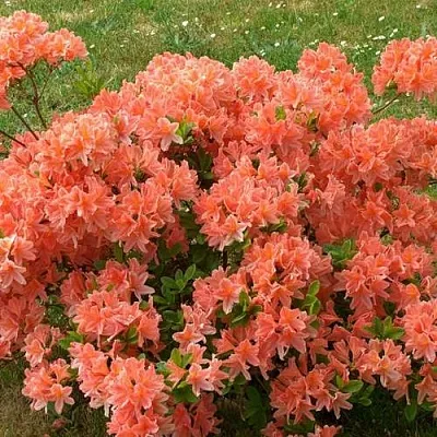 Рододендрон ЯПОНСКИЙ ОРАНЖЕВЫЙ  Рододендрон ЯПОНСКИЙ ОРАНЖЕВЫЙ в Ижевске