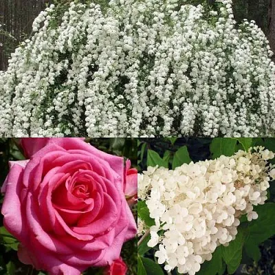 Комплект ВЕЧНАЯ КЛАССИКА в Ижевске