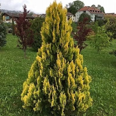 Туя ЕЛЛОУ РИББОН западная в Ижевске