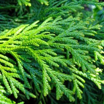 Туевик в Ижевске