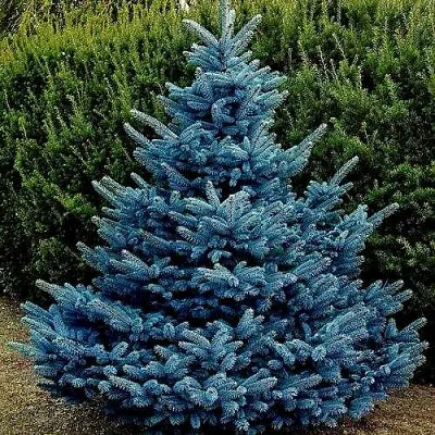 Ель МАДЖЕСТИК БЛЮ колючая  Ель МАДЖЕСТИК БЛЮ колючая в Ижевске