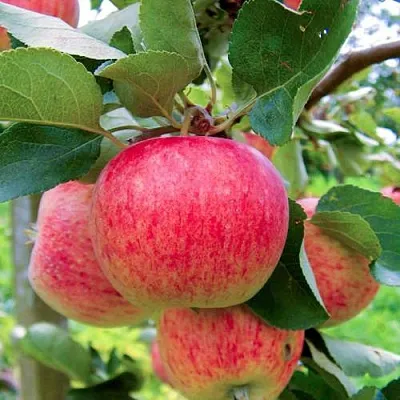 Яблоня ПИРОС  Яблоня ПИРОС в Ижевске