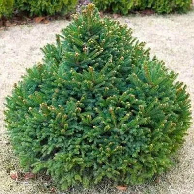 Ель БАРРИ обыкновенная в Ижевске