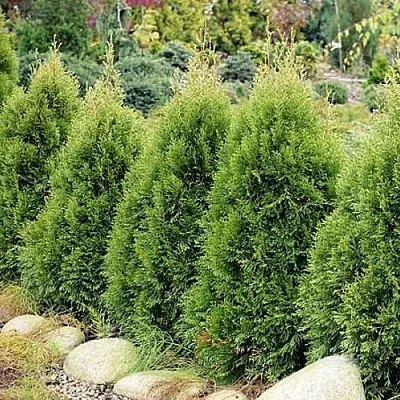 Туя СМАРАГД ВИТБОНТ западная  Туя СМАРАГД ВИТБОНТ западная в Ижевске