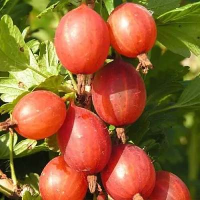 Крыжовник МАШЕКА в Ижевске