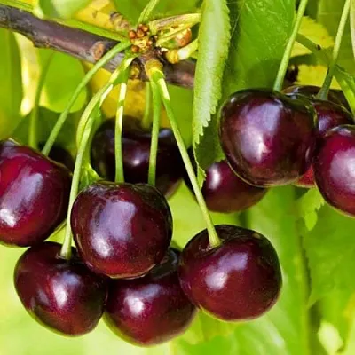 Черешня ИПУТЬ в Ижевске