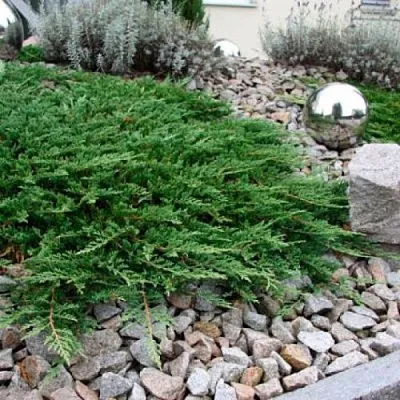 Можжевельник ПРИНЦ ОФ УЭЛЬС горизонтальный в Ижевске