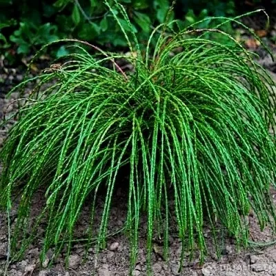 Туя ВИПКОРД складчатая в Ижевске