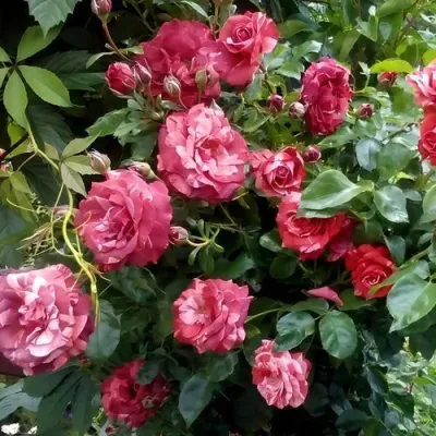 Саженцы роз БРАУНИ плетистая — описание сорта Саженцы роз БРАУНИ плетистая в Ижевске
