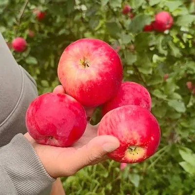Яблоня АКСЕНА  Яблоня АКСЕНА в Ижевске