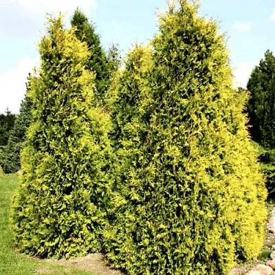 Туя САЛЛАНД западная в Ижевске