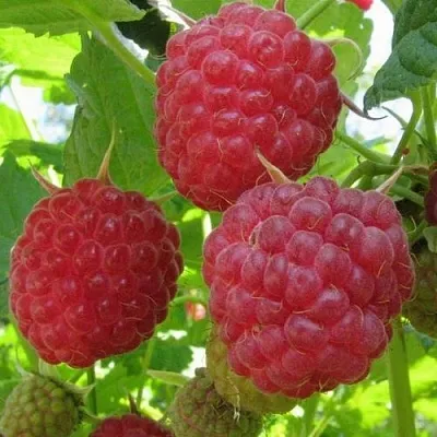 Малина НОВОСТЬ КУЗЬМИНА   Малина НОВОСТЬ КУЗЬМИНА  в Ижевске