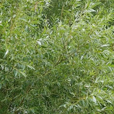 Ива ВИТЕЛЛИНА белая   Ива ВИТЕЛЛИНА белая  в Ижевске