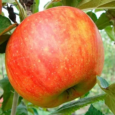 Яблоня ЦЕЛЕСТЕ  Яблоня ЦЕЛЕСТЕ в Ижевске