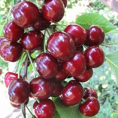 Черешня ОДРИНКА в Ижевске