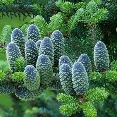 Пихта в Ижевске