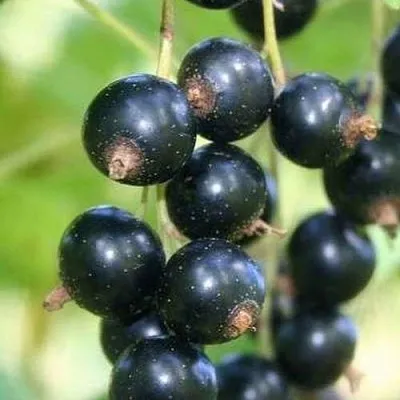 Смородина черная СТРЕЛЕЦ в Ижевске