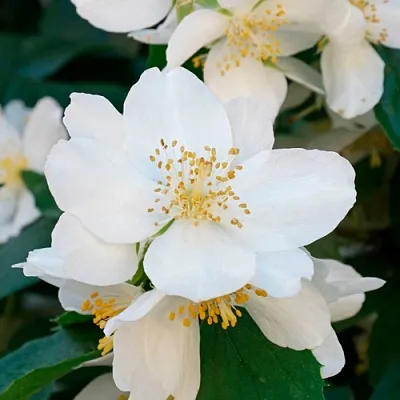 Жасмин ЮСТИНКА  Жасмин ЮСТИНКА в Ижевске