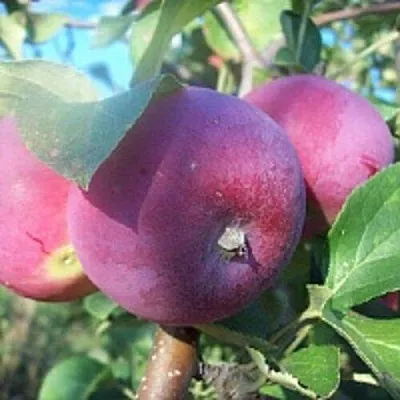 Яблоня СЕРЕБРЯНОЕ КОПЫТЦЕ  Яблоня СЕРЕБРЯНОЕ КОПЫТЦЕ в Ижевске