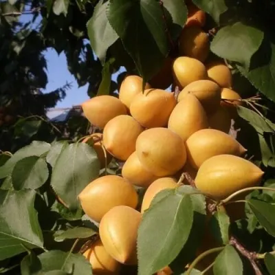 Абрикос МАНИТОБА — описание сорта Абрикос МАНИТОБА в Ижевске