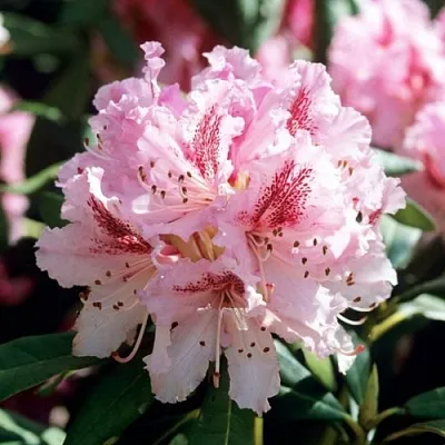 Рододендрон ЧИР  Рододендрон ЧИР в Ижевске