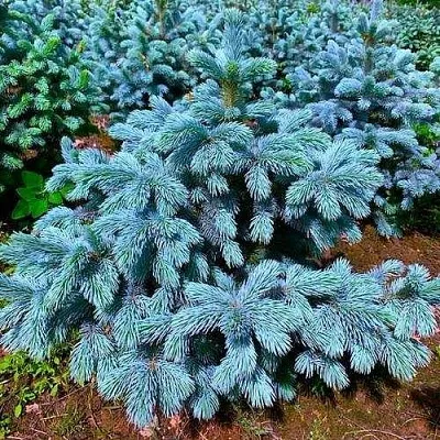 Ель СУПЕР БЛЮ СИДЛИНГ колючая  Ель СУПЕР БЛЮ СИДЛИНГ колючая в Ижевске